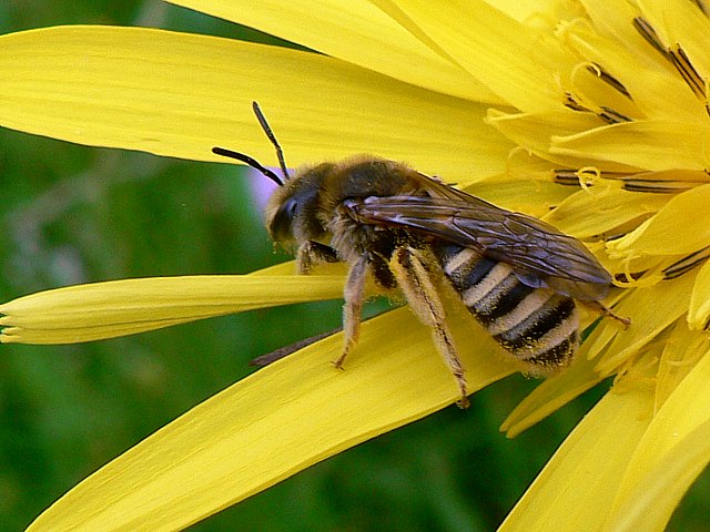 Alicte de la scabieuse, halictus scabiosae