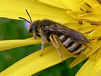 Halicte de la scabieuse, halictus scabiosae