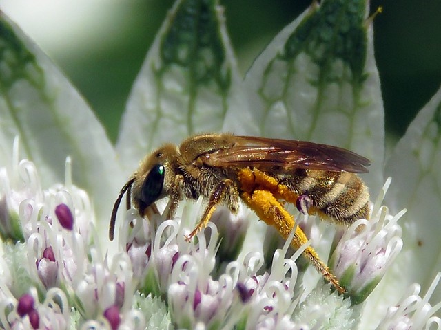 Alicte de la scabieuse, halictus scabiosae