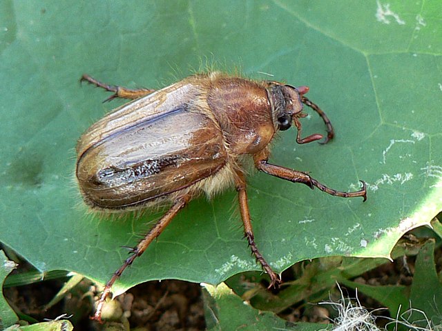 Hanneton de la Saint-Jean - amphimallon solstitialis