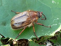 hanneton commun, amphimallon solstitialis