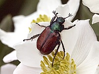 hanneton des jardins, phyllopertha horticola
