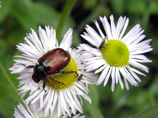 Hanneton des jardins, phyllopertha horticola