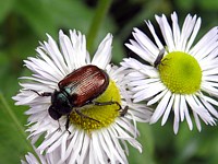 hanneton des jardins, phyllopertha horticola