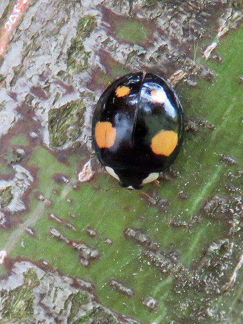 Harmonia axyridis