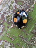 harmonia axyridis