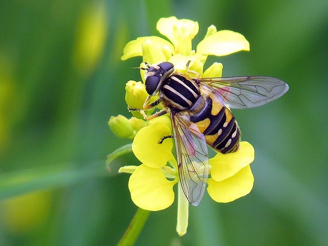 Hlophile suspendu, helophilus pendulus