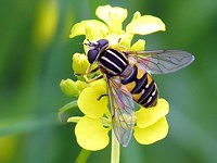 Hélophile suspendu, helophilus pendulus