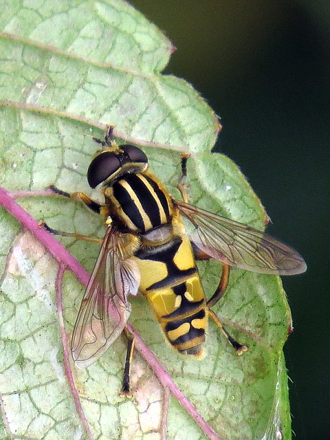 Hlophile  bandes grises, helophilus trivittatus