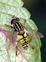 Hélophile à bandes grises, helophilus trivittatus