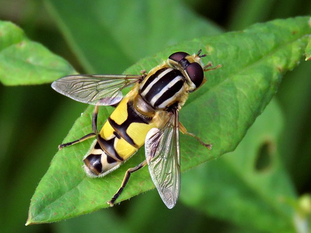 Hlophile  bandes grises, helophilus trivittatus