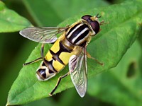 Hélophile à bandes grises, helophilus trivittatus
