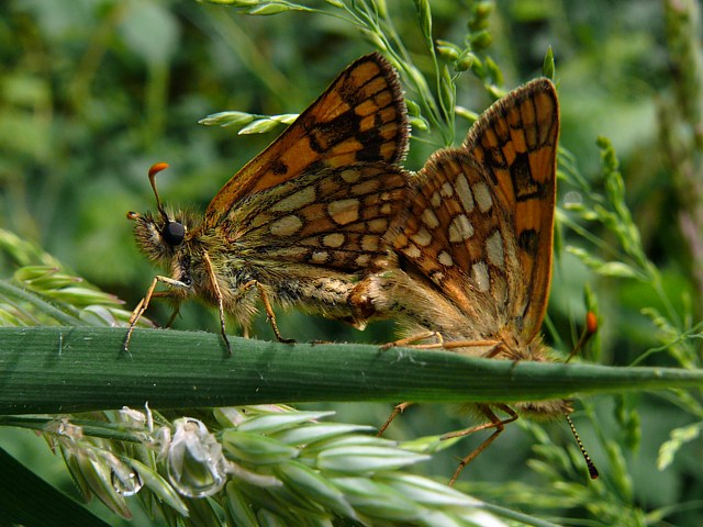 Hesprie du Brome, carterocephalus palaemon