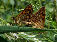 Hespérie du Brome, carterocephalus palaemon