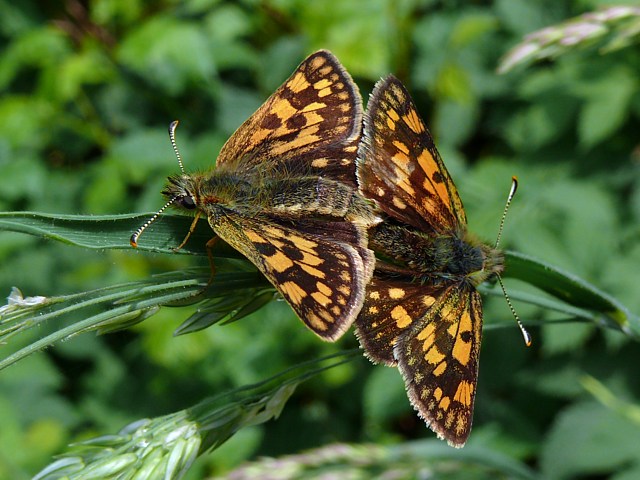 Hesprie du Brome, hesprie chiquier