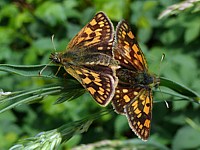 Hespérie du Brome, hespérie échiquier