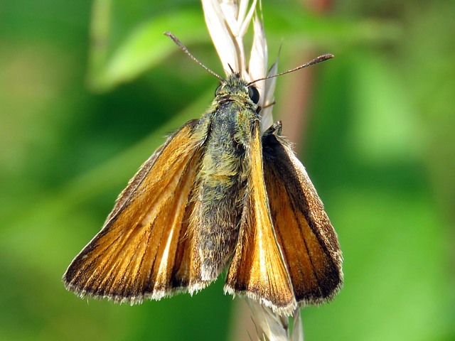 Hesprie du Brome, carterocephalus palaemon
