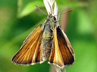 Hespérie de la houque, thymelicus sylvestris