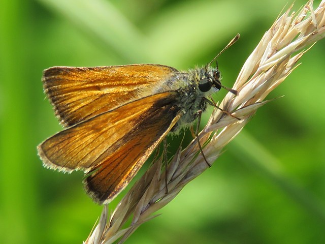 Hesprie de la houque, thymelicus sylvestris