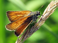 Hespérie de la houque, thymelicus sylvestris