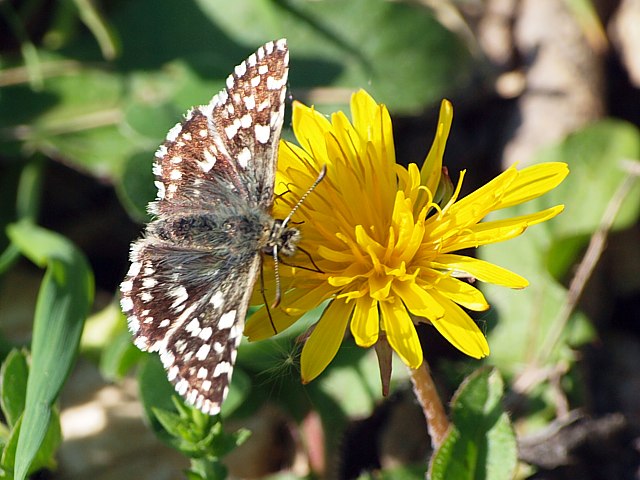 Hesprie de la mauve, pyrgus malvae
