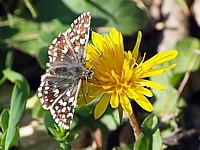 Hespérie de la mauve, pyrgus malvae