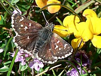 Hespérie des sanguisorbes, spialia sertorius