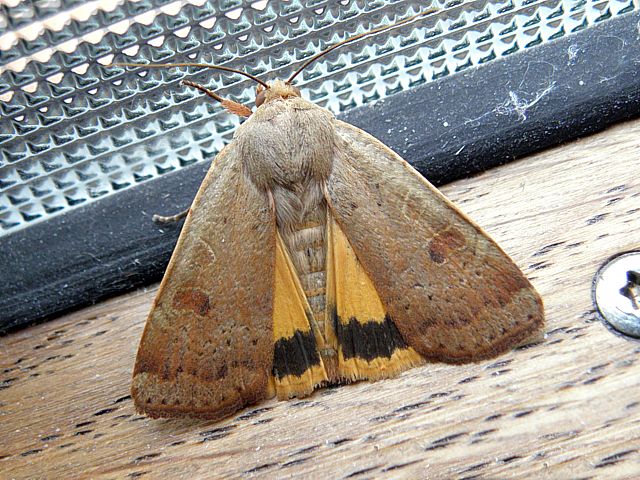 Hulotte, noctua comes