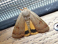 Hulotte, noctua comes