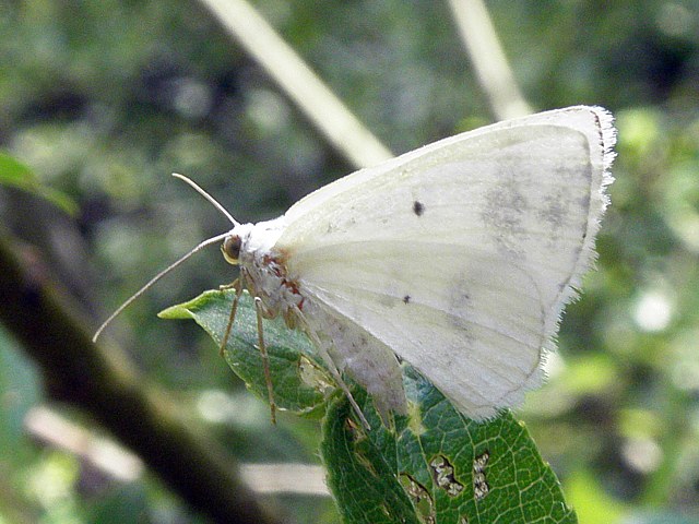 Hydrocampe de la lentille d'eau - cataclysta lemnata