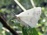 Hydrocampe, cataclysta lemnata
