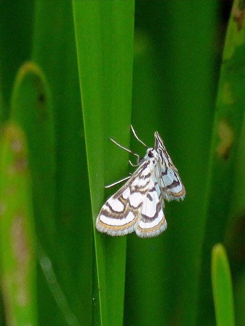 Hydrocampe du nnuphar, nymphula nitidulata