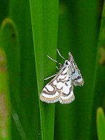 hydrocampe du nénuphar, nymphula nitidulata