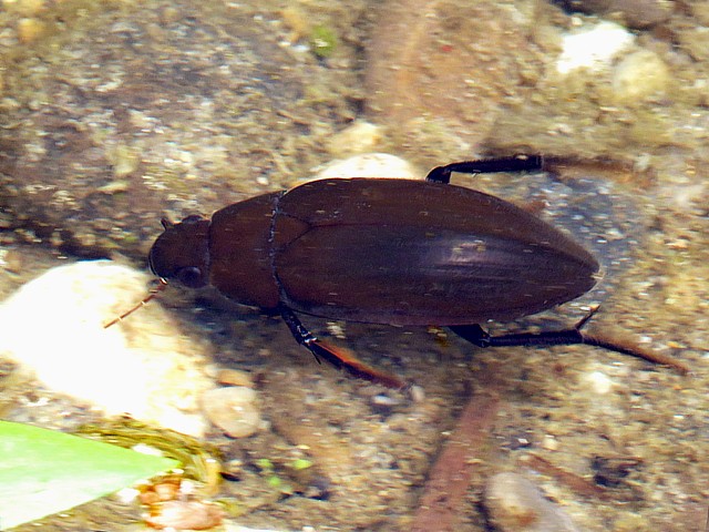 Hydrophile brun, hydrophilus piceus