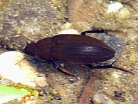 hydrophile brun, hydrophilus piceus