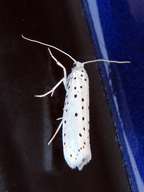 Hyponomeute, yponomeuta padella