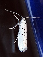 Hyponomeute, yponomeuta padella