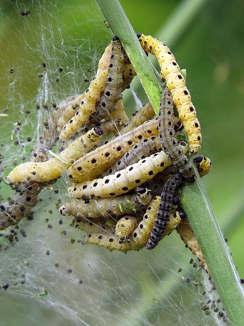 Chenilles d'hyponomeute, yponomeuta padella