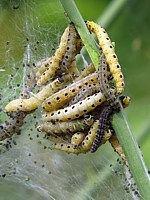 Hyponomeute, yponomeuta padella