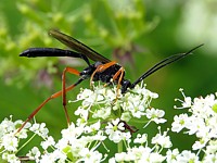 Ichneumon suspiciosus