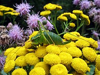 Isophya kraussi