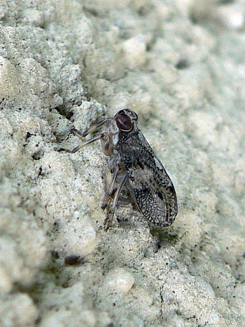 Cigale bossue, issus coleoptratus