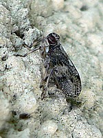 Cigale bossue, issus coleoptratus