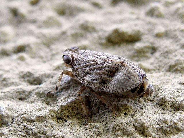 Cigale bossue, issus coleoptratus
