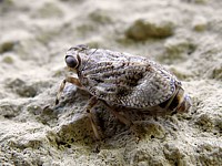 Cigale bossue, issus coleoptratus