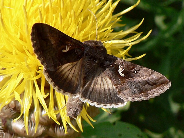 Gamma, Lambda  , autographa gamma