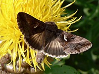 Lambda, gamma, autographa gamma