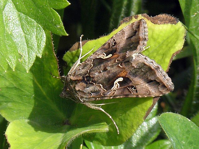 Lambda - autographa gamma