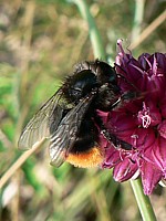 Bourdon lapidaire, bombus lapidarius