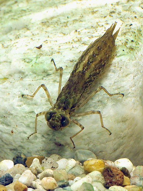 Larve de libellule
